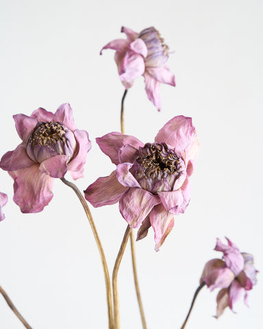dried flowers bunch lotus flowers