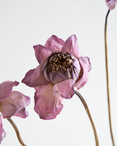 dried flowers bunch lotus flowers petals