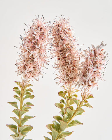 dried flowers bunch paranomus flowers