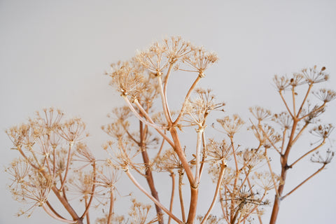 dried giant wild fennel flowers