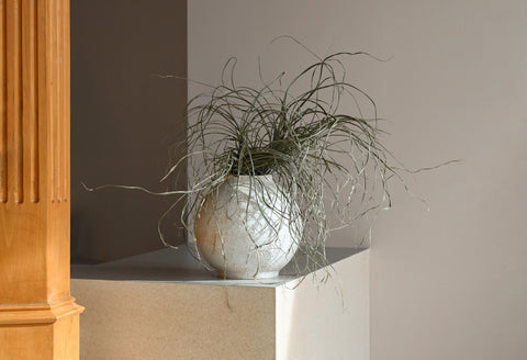 dried miscanthus foliage flowers clam lab ceramic vase