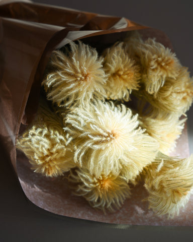 dried featherhead phylica pubescens flowers bunch