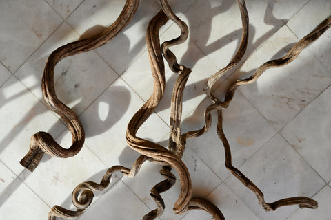dried rosca cipo vine 