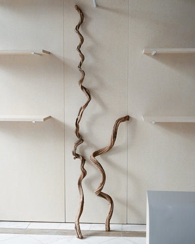 dried rosca cipo vine