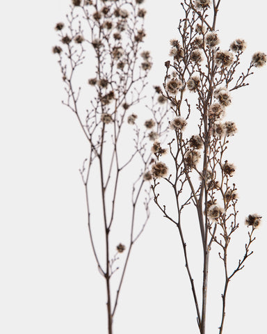 dried blueboy stilingia latifolia flowers