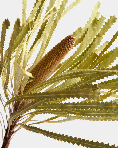 Dried Banksia Hookeriana