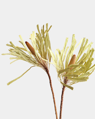 Dried Banksia Hookeriana