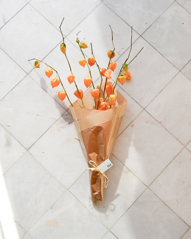 dried chinese lantern physalis alkekengi flowers bunch