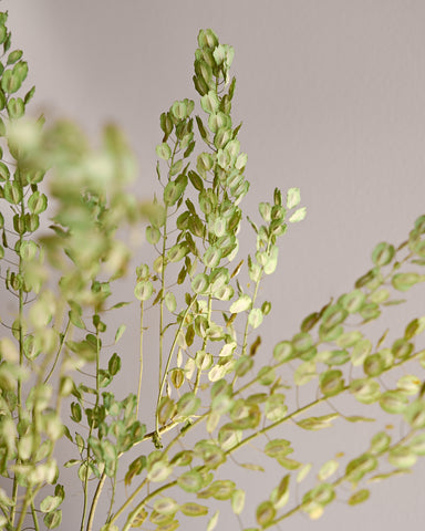 dried flowers peppergrass bunch