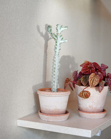 euphorbia lactea white ghost 4" plant bergs potter rose terracotta planter