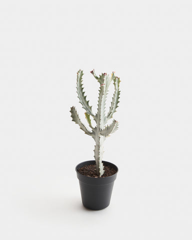 euphorbia lactea white ghost 6" plant
