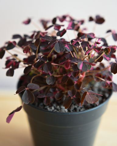 false shamrock oxalis 