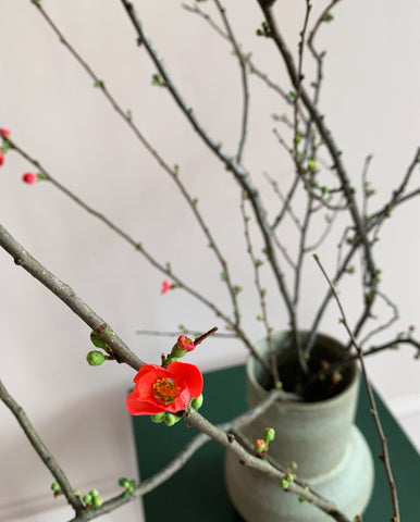 fresh flowers red quince branches