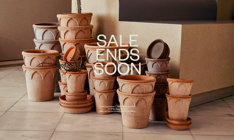sale bergs potter terracotta planters rose  grey elizabeth