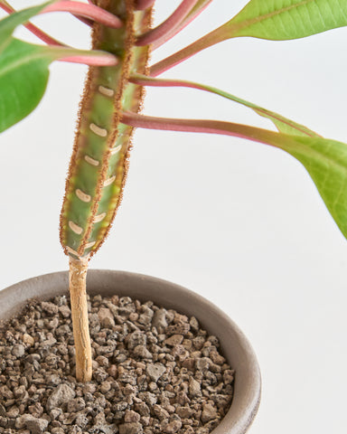 lava rocks soil topper amendment