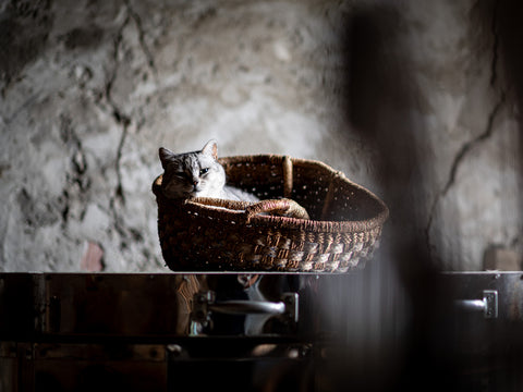 alissa coe studio piemonte italy artist's cat kiln