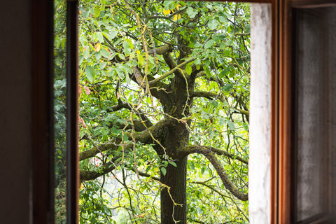 alissa coe studio piemonte italy window forest countryside 