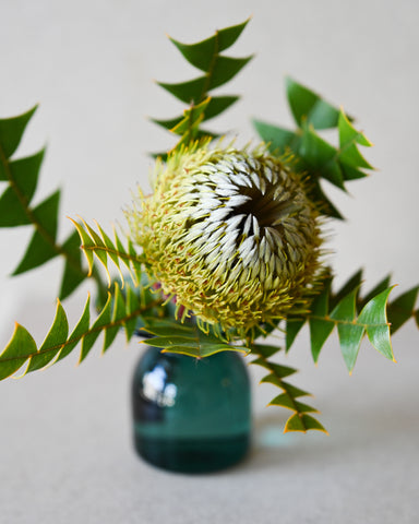 gather vase e green glass fresh flowers banksia baxterii