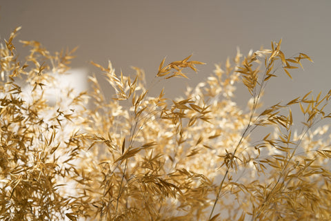 dried flowers golden oats stipa gigantea 