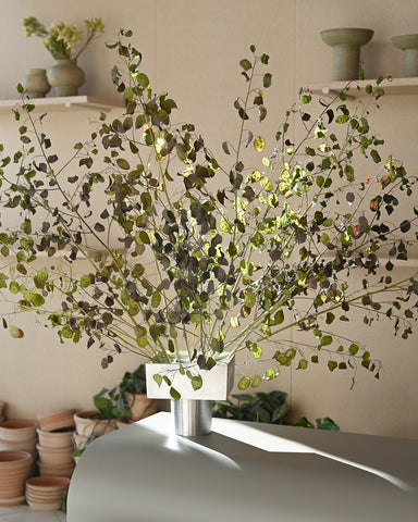 dried lunaria flowers bunch hattie molloy allium aluminium vase