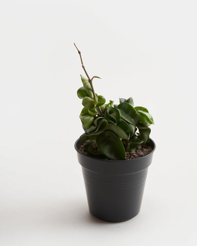 hoya carnosa compacta hindu rope plant 4"