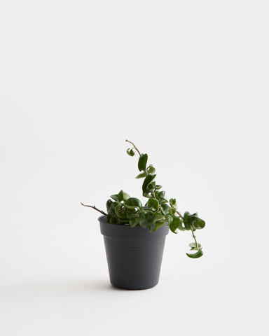 hoya carnosa compacta hindu rope plant 6"