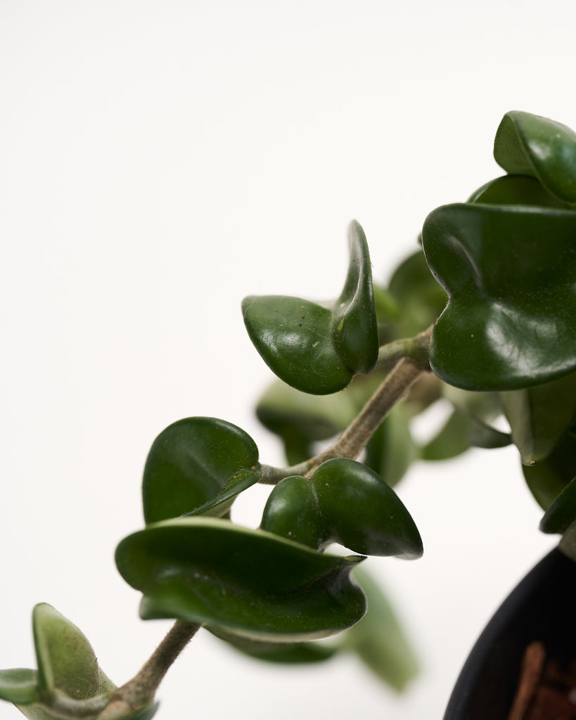 Hindu Rope Plant (Hoya Carnosa Compacta) 6