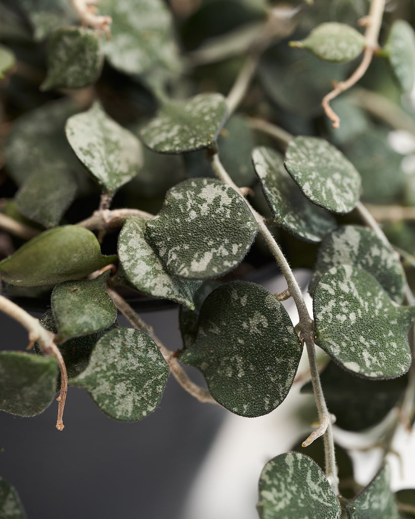 Hoya Curtisii 4