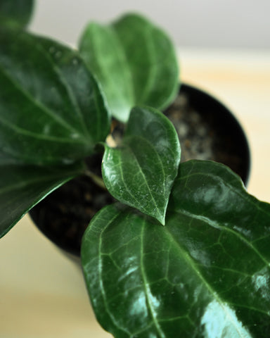 hoya sarawak plant 4"