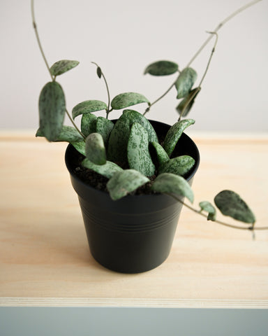 hoya sigillatis plant 4"