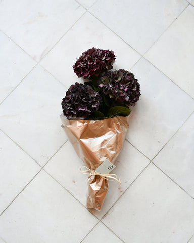 hydrangea macrophylla magical dark chocolate fresh flowers bunch