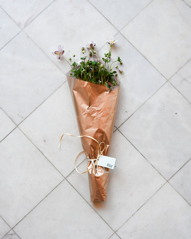 japanese anemone hupehensis 
