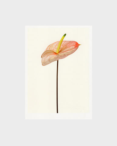 matthijs heins postcard anthurium flower
