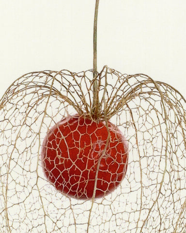 matthijs heins postcard chinese lantern flower berry