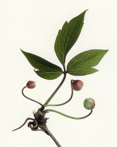 matthijs heins postcard clematis buds