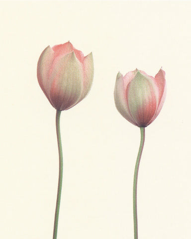 Clematis Postcard (3136)