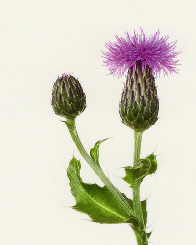 matthijs heins postcard creeping thistle