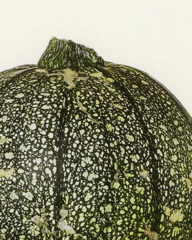 matthijs heins postcard zucchini 