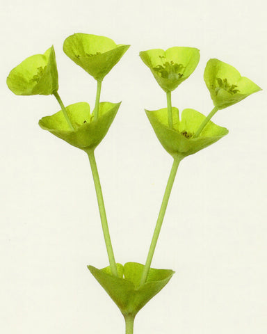 matthijs heins postcard euphorbia spurge