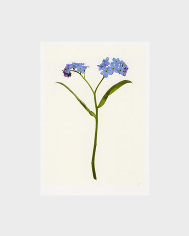 matthijs heins postcard forget-me-not blue