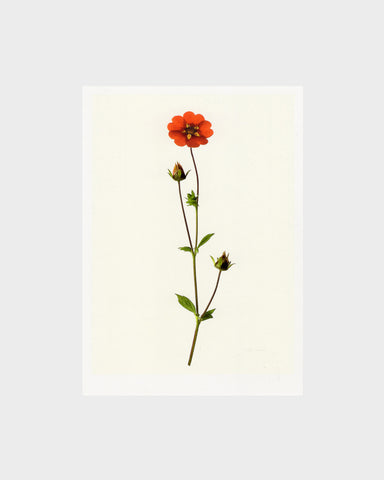 matthijs heins postcard geum flower red