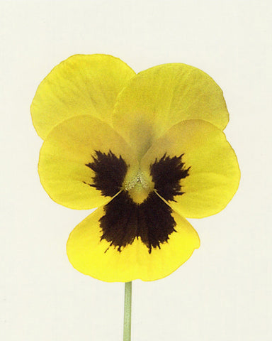 matthijs heins postcard yellow pansy viola flower