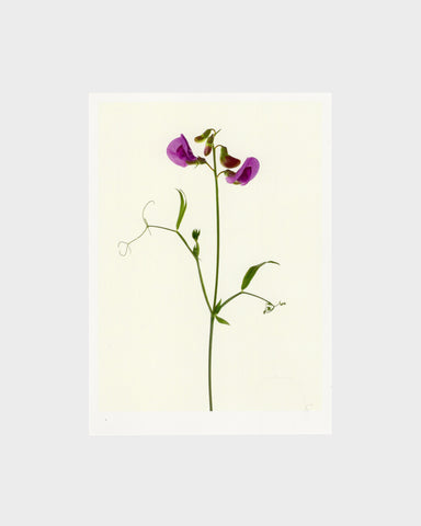 matthijs heins postcard perennial sweet pea purple