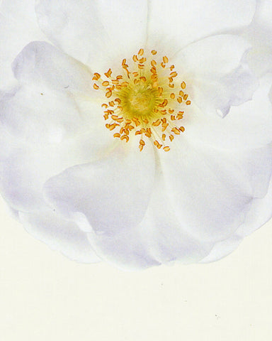 matthijs heins postcard white rose flower