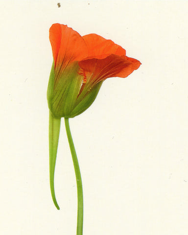 matthijs heins postcard nasturtium flower