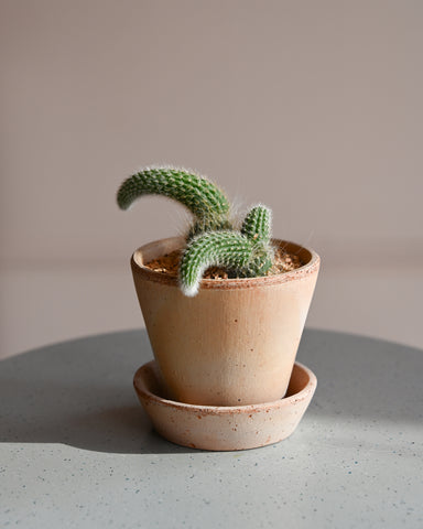monkey tail cactus potted bergs potter terracotta rose