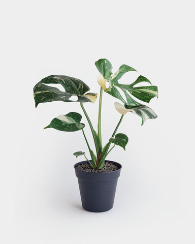 monstera thai constellation 5" indoor plant