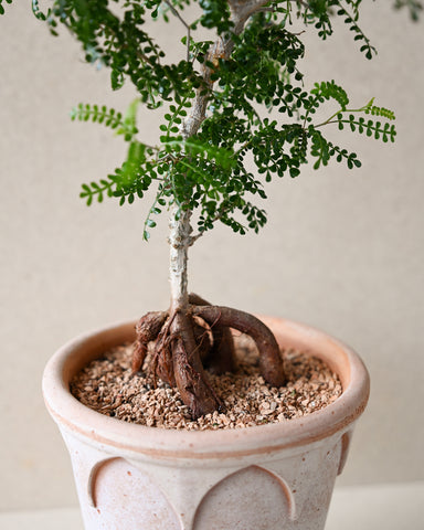 operculicarya pachypus potted in bergs potter elizabeth planter 18cm 6" ose terracotta