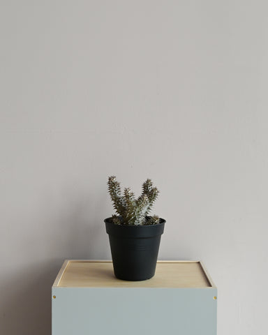 pachypodium densilforum 5" indoor plant