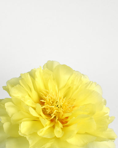 peony itoh bartzella flower